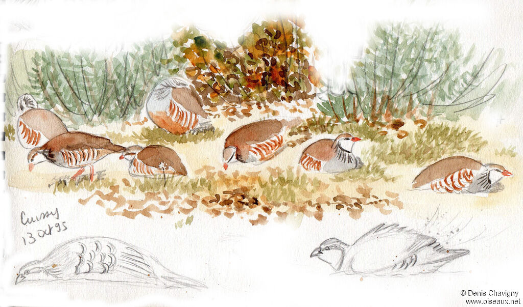 Red-legged Partridge, habitat