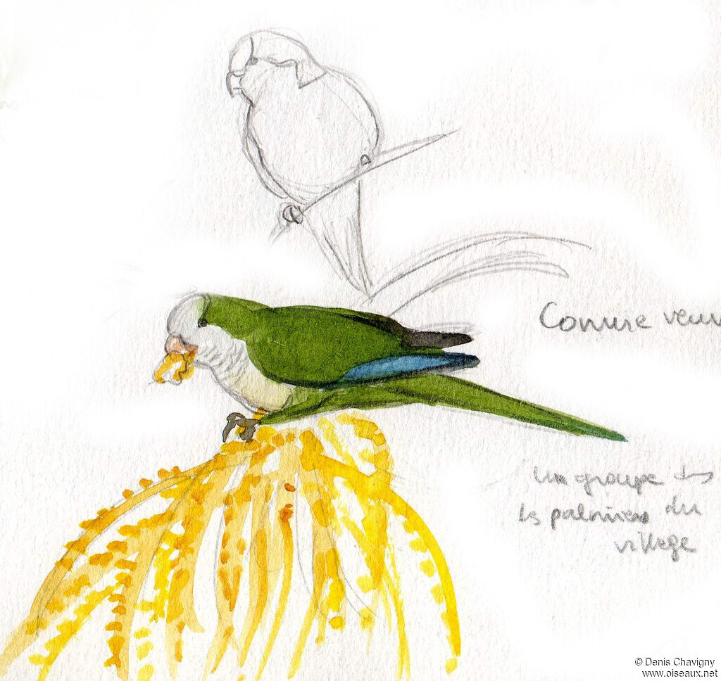 Monk Parakeet, eats