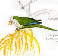 Monk Parakeet