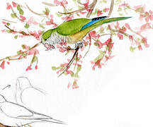 Monk Parakeet