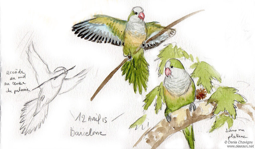 Monk Parakeet, habitat, Reproduction-nesting