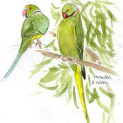 Rose-ringed Parakeet