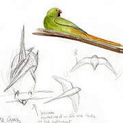 Rose-ringed Parakeet