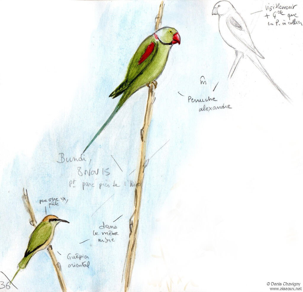 Alexandrine Parakeetadult, habitat