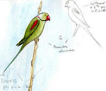 Alexandrine Parakeet