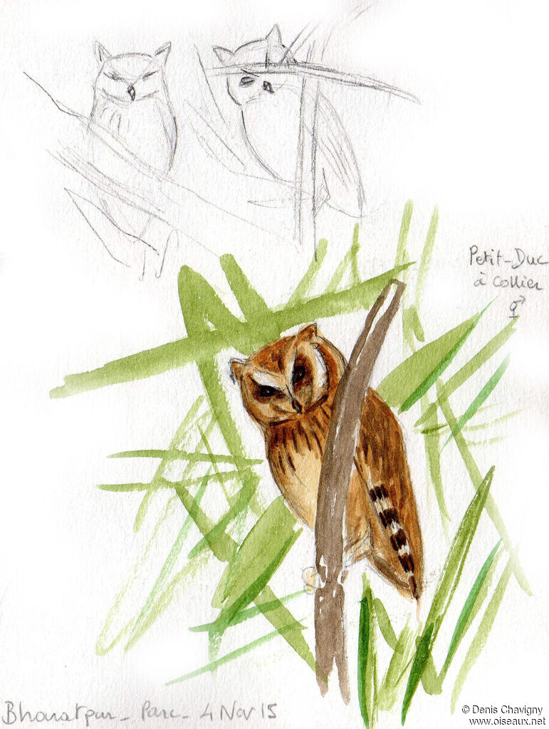 Collared Scops Owladult, habitat