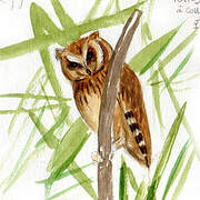 Collared Scops Owl