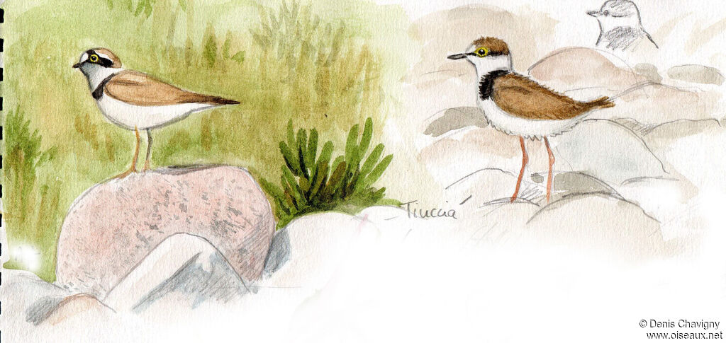 Little Ringed Plover, habitat