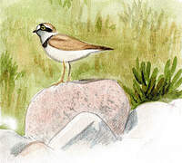 Little Ringed Plover