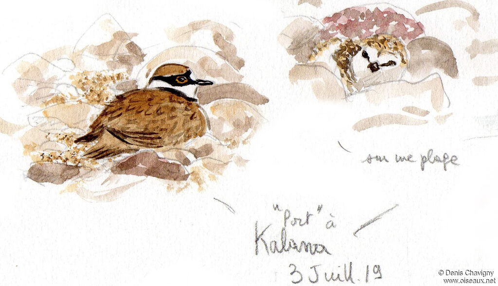 Little Ringed Plover, habitat