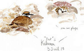 Little Ringed Plover