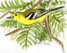 Common Iora