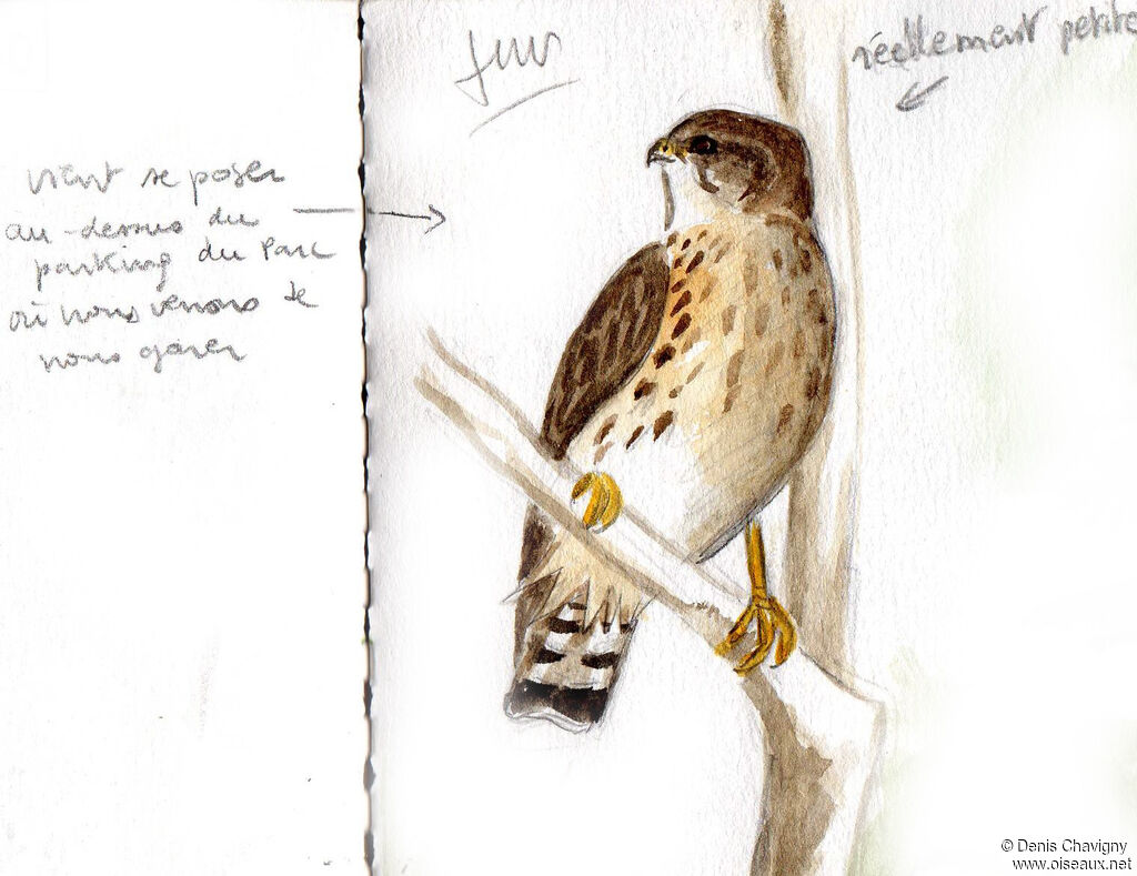 Broad-winged Hawk