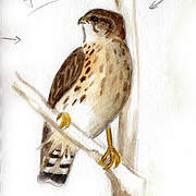 Broad-winged Hawk