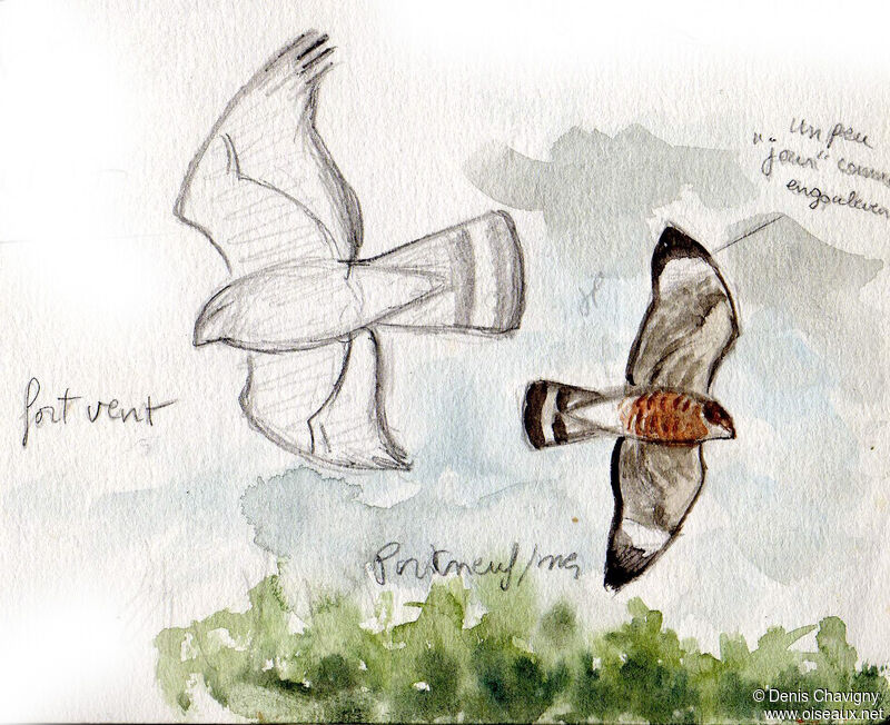 Broad-winged Hawk, Flight