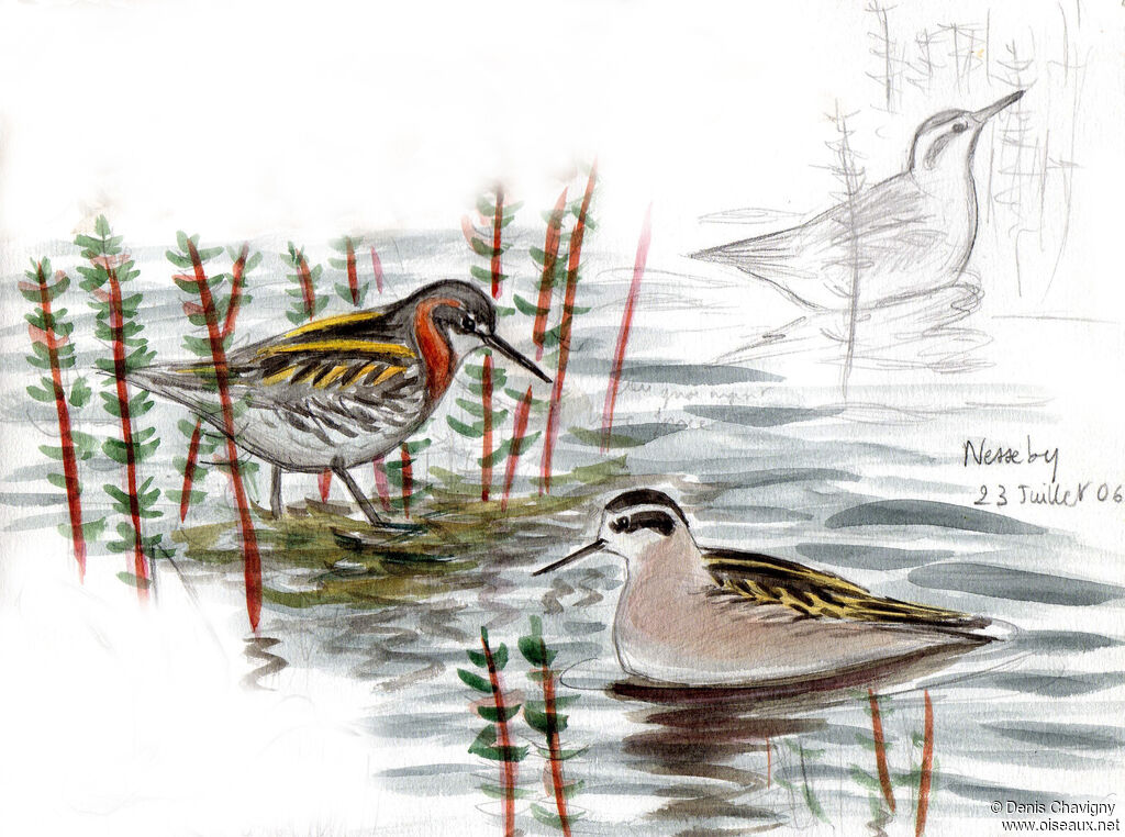 Phalarope à bec étroit, habitat