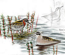 Red-necked Phalarope