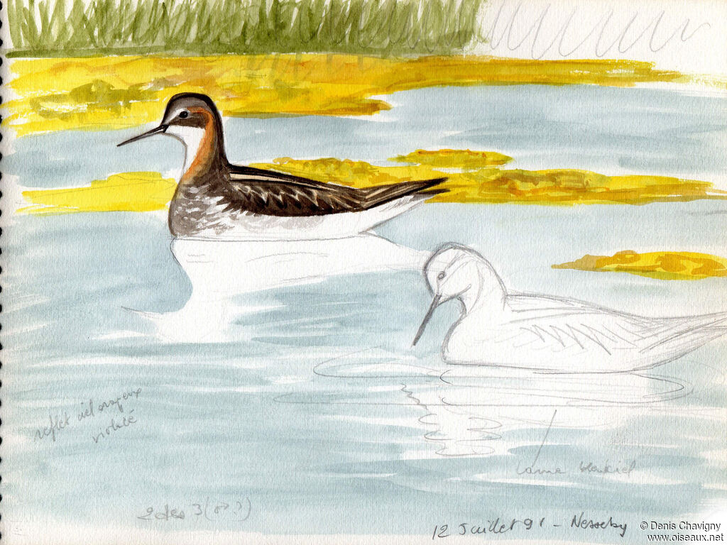 Phalarope à bec étroit mâle, habitat