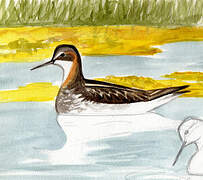 Phalarope à bec étroit