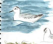 Red Phalarope