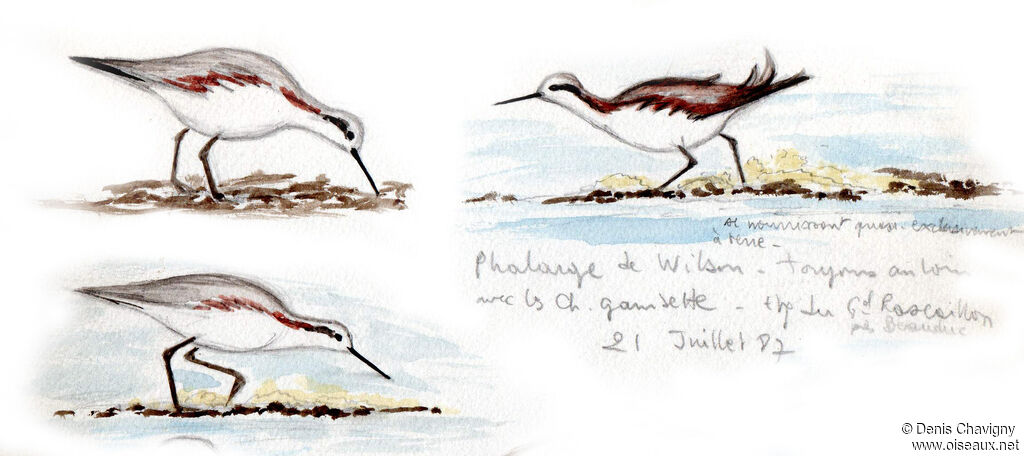 Phalarope de Wilson femelle adulte transition, composition