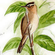 Sedge Warbler