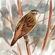 Sedge Warbler