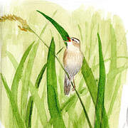 Sedge Warbler