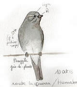 Plumbeous Sierra Finch