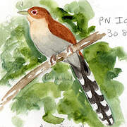 Squirrel Cuckoo