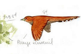 Squirrel Cuckoo