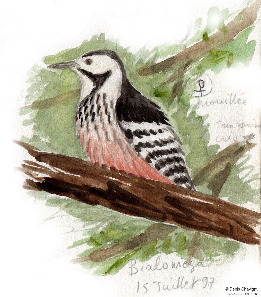 White-backed Woodpecker female adult, identification