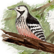 White-backed Woodpecker