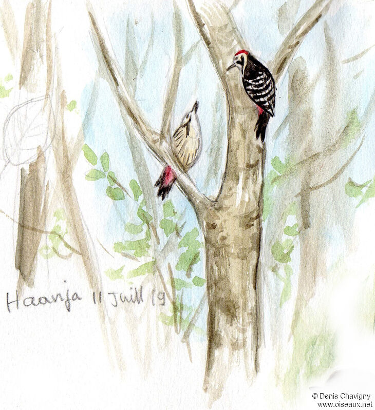 White-backed Woodpeckeradult, habitat