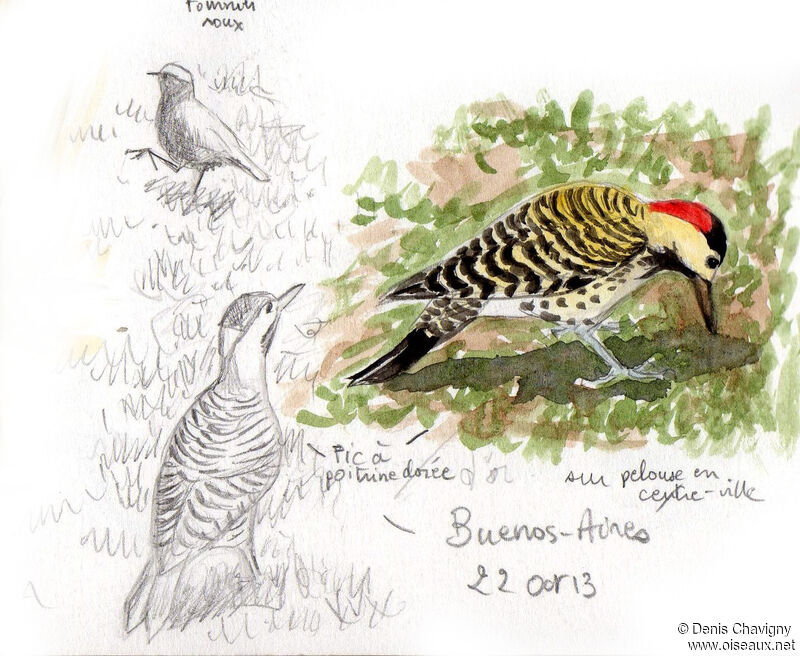 Green-barred Woodpecker (melanolaimus) female adult, identification