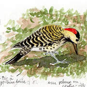 Green-barred Woodpecker (melanolaimus)