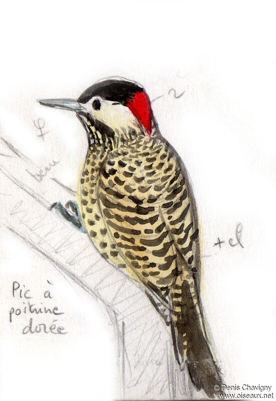 Green-barred Woodpecker (melanolaimus) female adult