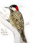 Green-barred Woodpecker (melanolaimus)