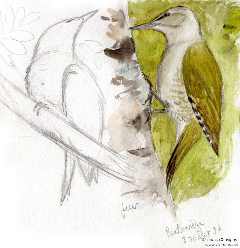 Grey-headed Woodpeckerjuvenile, habitat