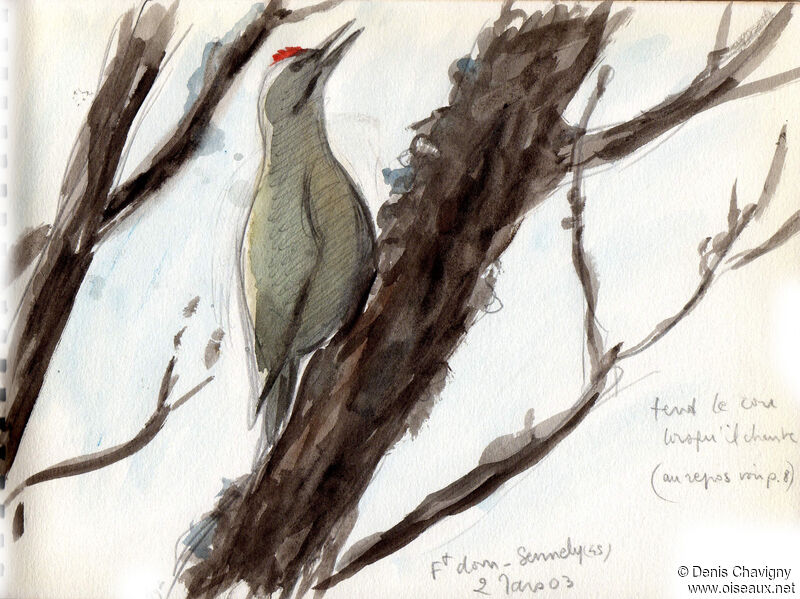 Grey-headed Woodpecker male adult, habitat, song