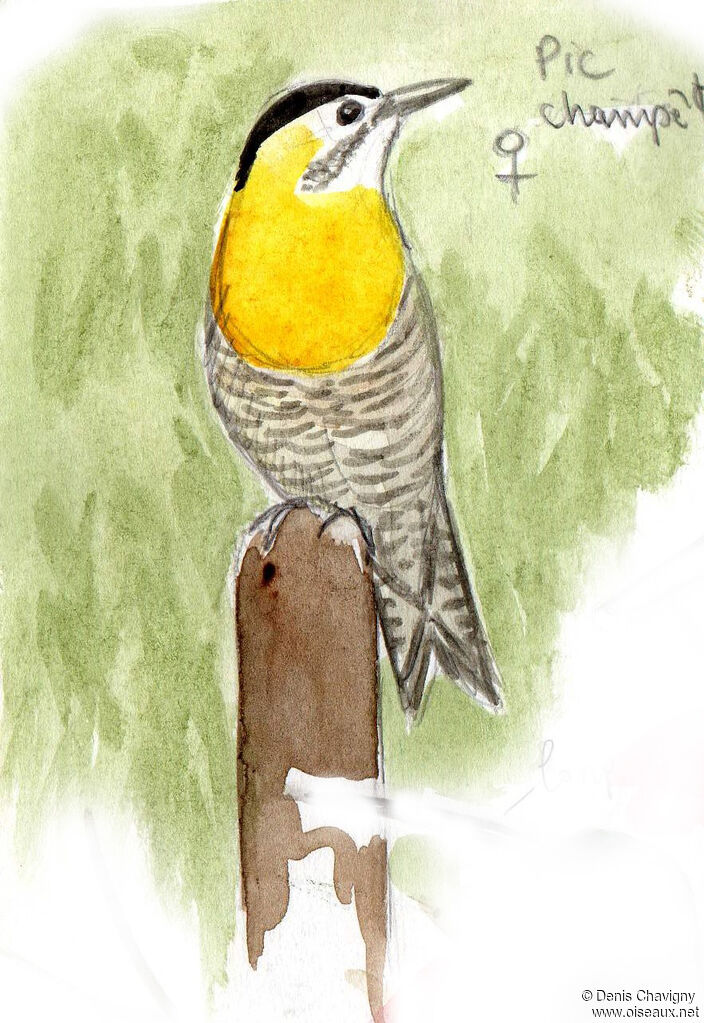 Campo Flicker female, habitat