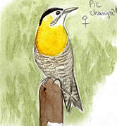 Campo Flicker