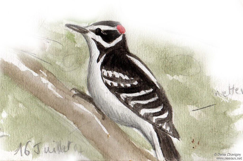 Hairy Woodpecker male adult