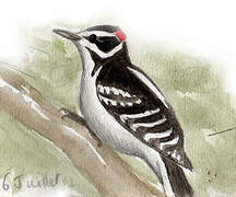 Hairy Woodpecker