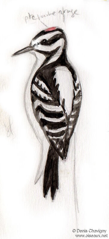 Hairy Woodpecker male juvenile