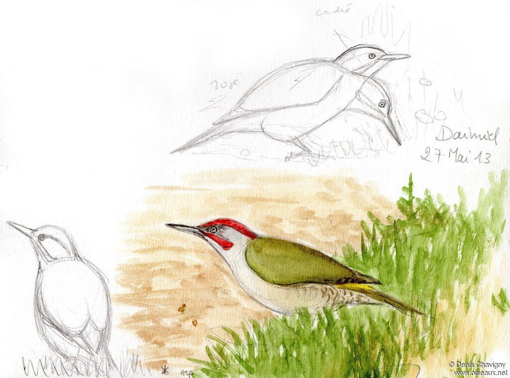 Iberian Green Woodpecker male adult breeding, identification