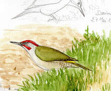 Iberian Green Woodpecker