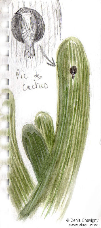 Pic des cactus, habitat