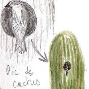 Pic des cactus