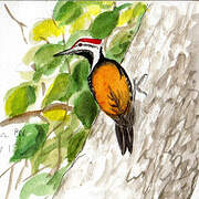 Black-rumped Flameback